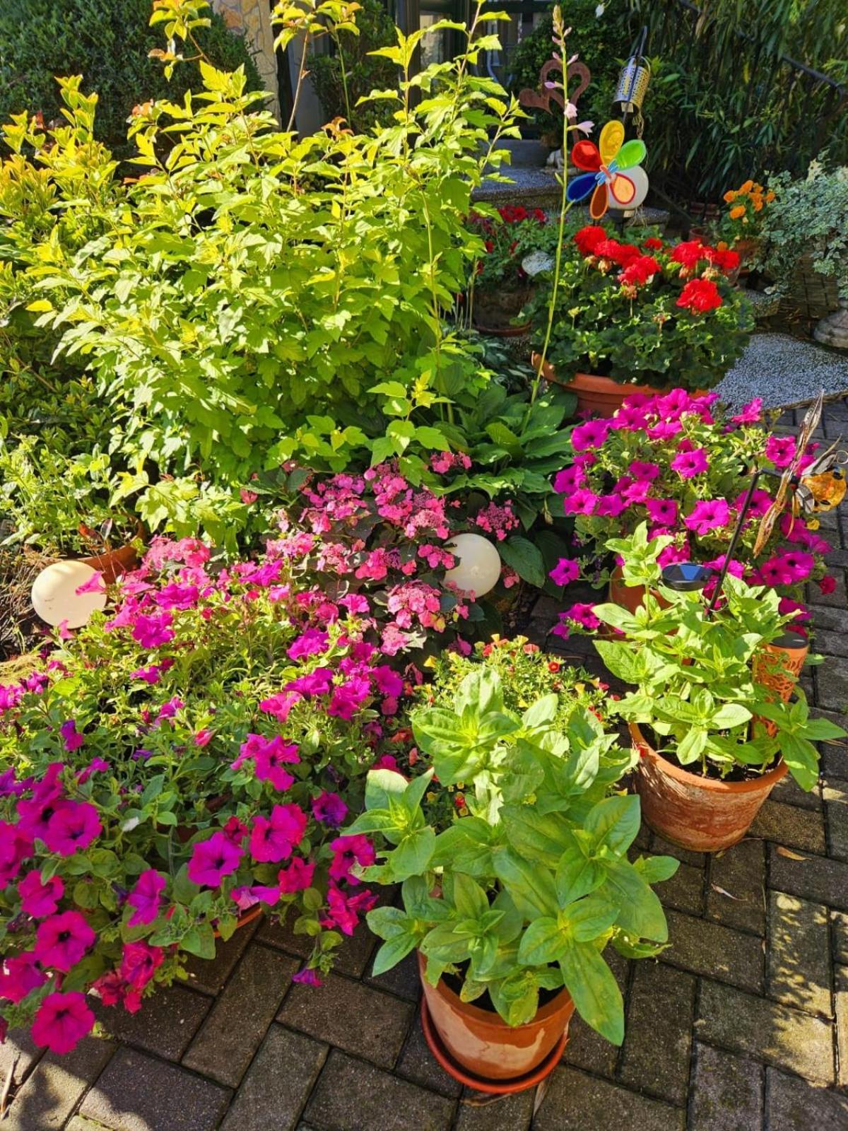 פמהגן Ferienwohnung Koppi מראה חיצוני תמונה
