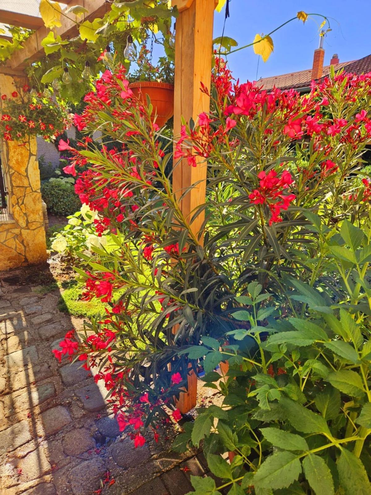 פמהגן Ferienwohnung Koppi מראה חיצוני תמונה
