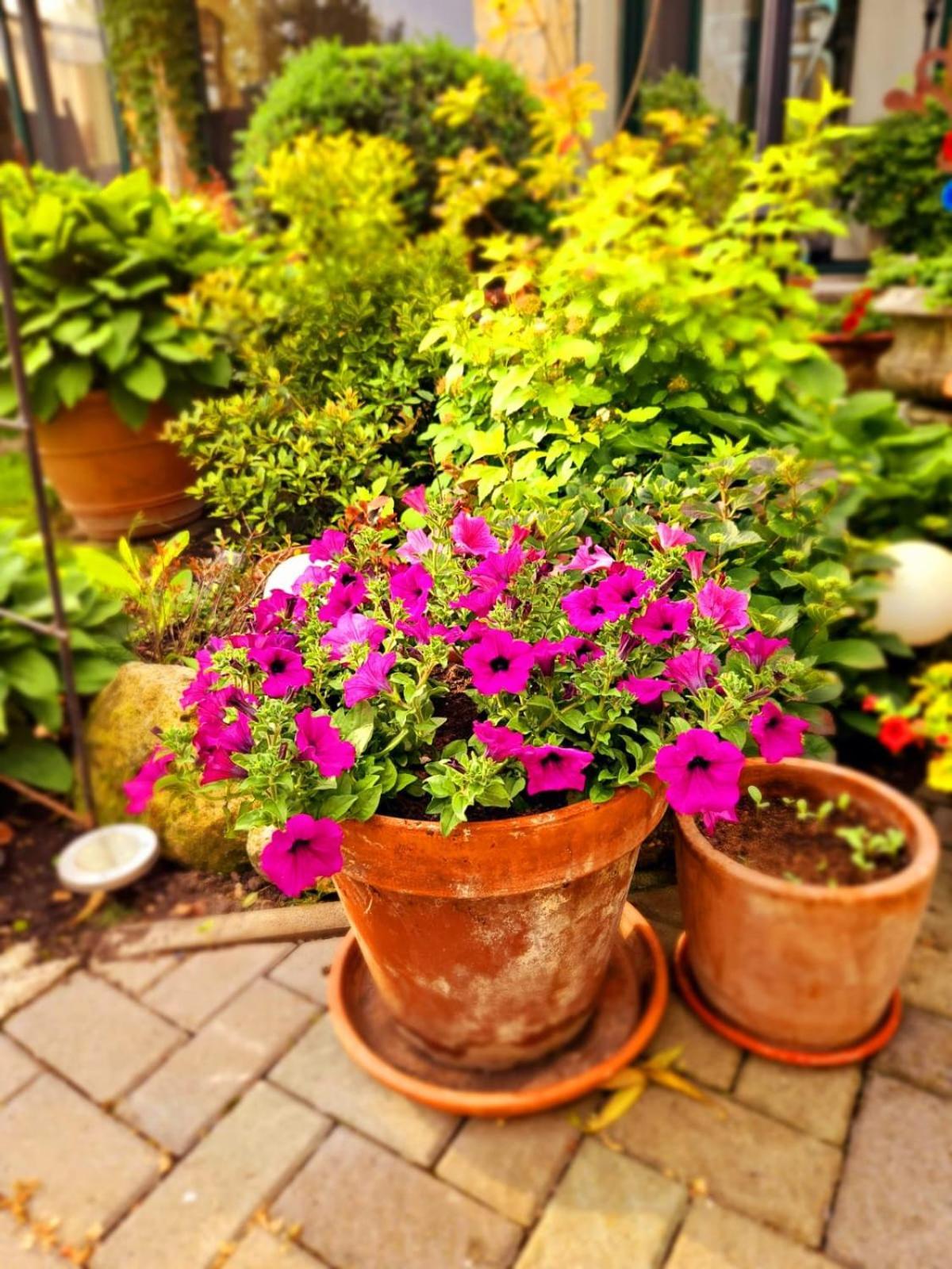 פמהגן Ferienwohnung Koppi מראה חיצוני תמונה